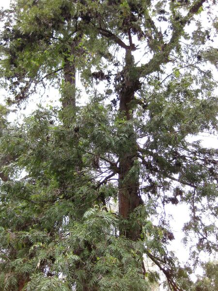 File:IMG 4747 hunt0904.jpg