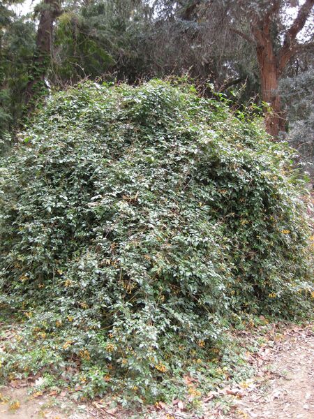 File:IMG 4749 hunt0904.jpg