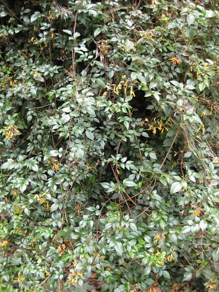 File:IMG 4750 hunt0904.jpg