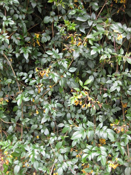 File:IMG 4751 hunt0904.jpg