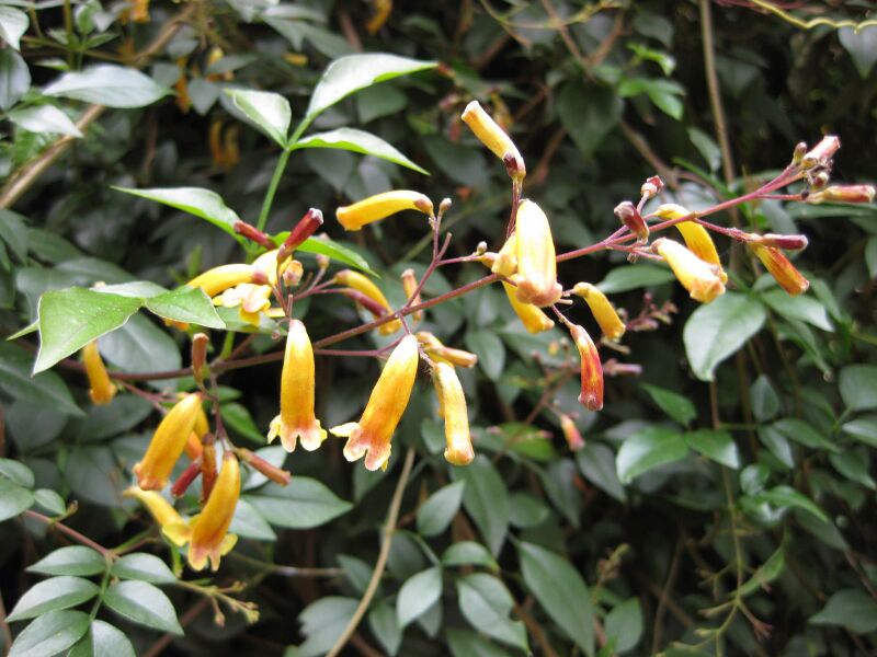 File:IMG 4752 hunt0904.jpg