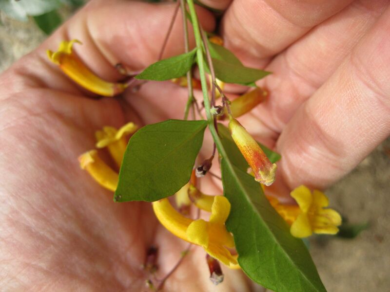 File:IMG 4753 hunt0904.jpg