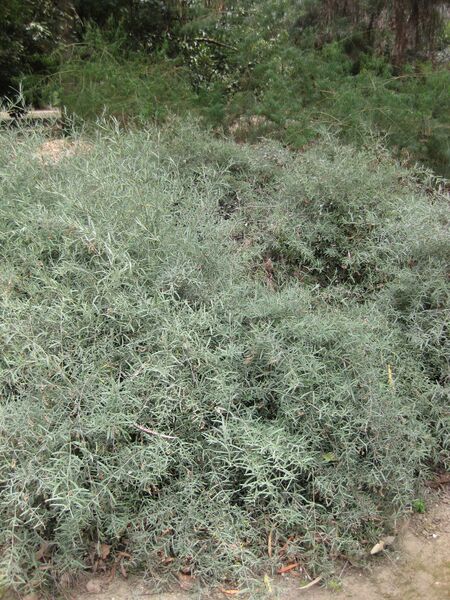 File:IMG 4754 hunt0904.jpg