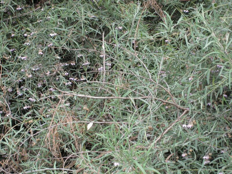 File:IMG 4755 hunt0904.jpg