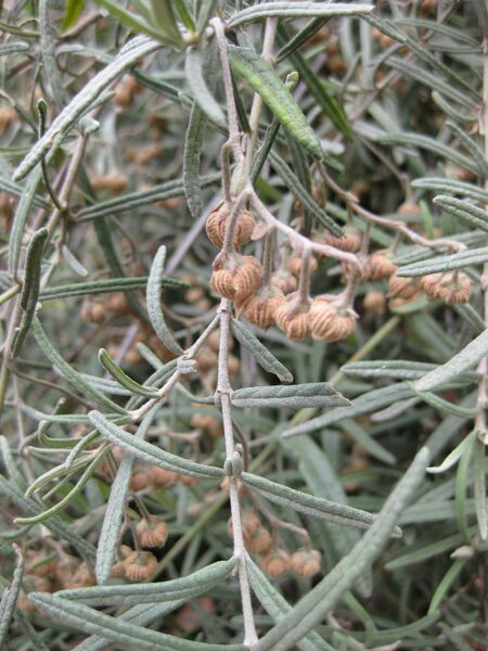 File:IMG 4756 hunt0904.jpg