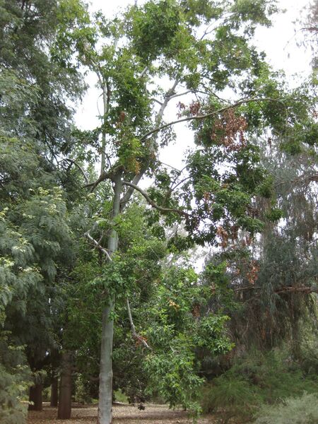 File:IMG 4757 hunt0904.jpg