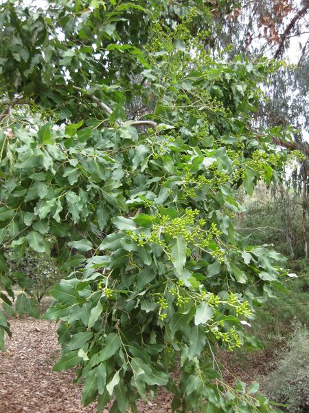 File:IMG 4758 hunt0904.jpg