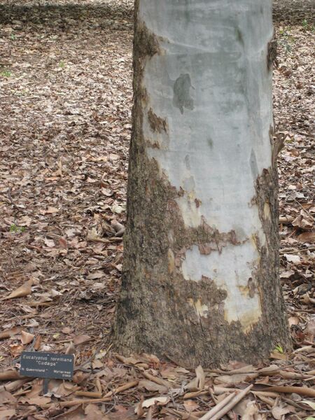 File:IMG 4759 hunt0904.jpg