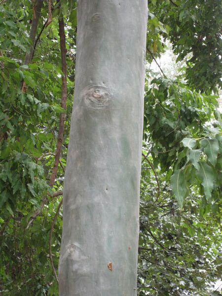 File:IMG 4760 hunt0904.jpg