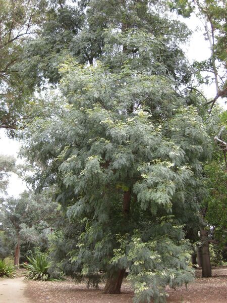 File:IMG 4761 hunt0904.jpg