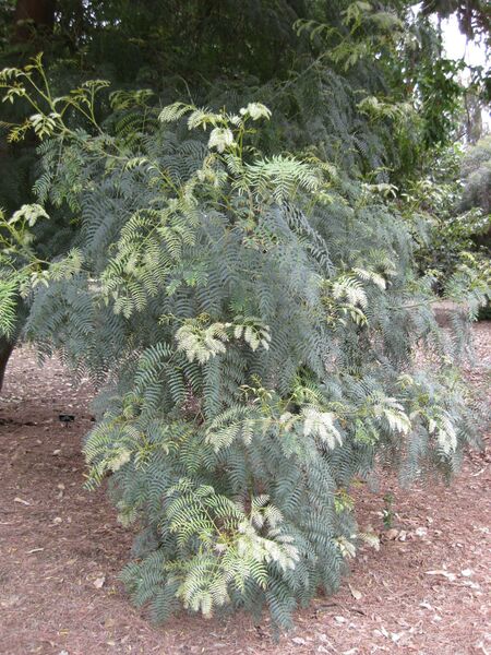 File:IMG 4762 hunt0904.jpg