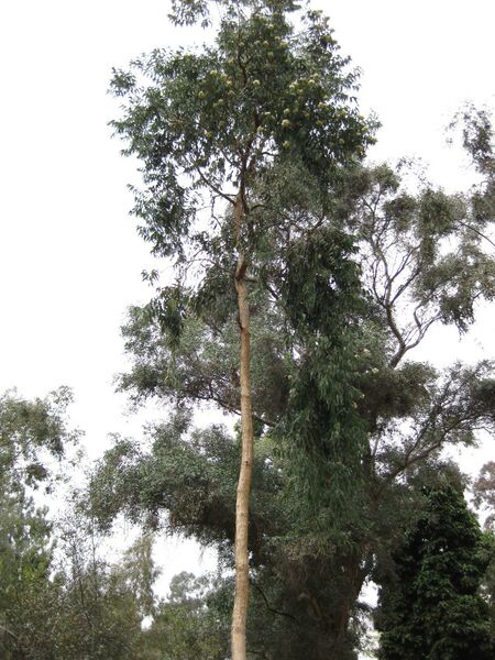 File:IMG 4771 hunt0904.jpg