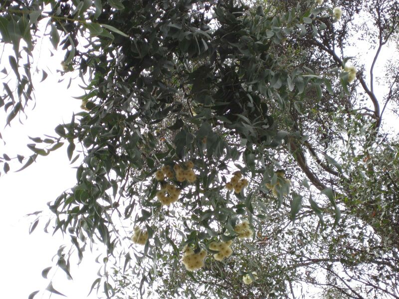 File:IMG 4772 hunt0904.jpg