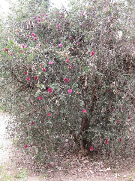 File:IMG 4774 hunt0904.jpg