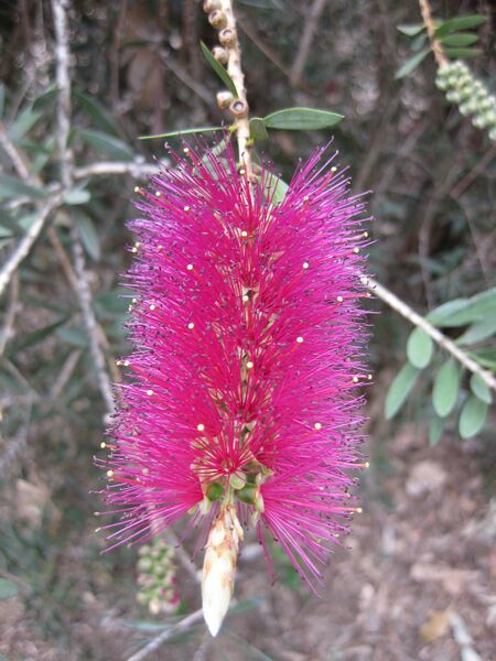 File:IMG 4775 hunt0904.jpg