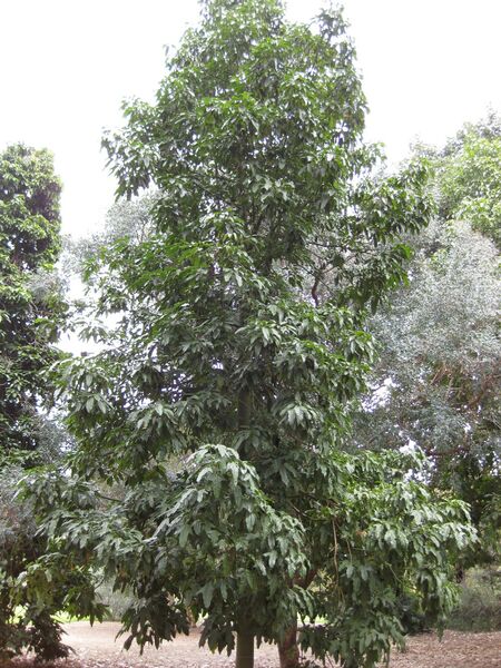 File:IMG 4776 hunt0904.jpg