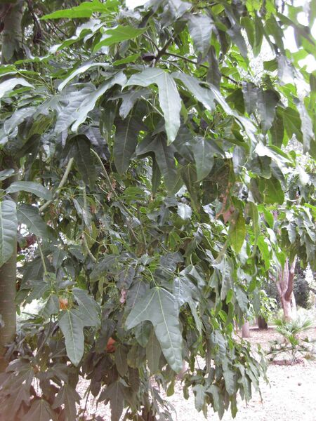 File:IMG 4777 hunt0904.jpg