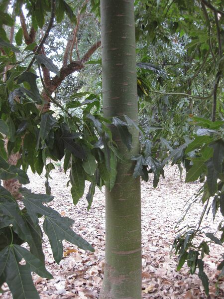 File:IMG 4778 hunt0904.jpg