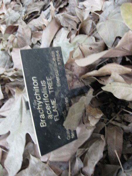 File:IMG 4780 hunt0904.jpg