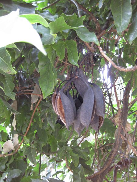 File:IMG 4781 hunt0904.jpg