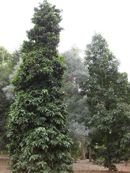 File:IMG 4782 hunt0904.jpg