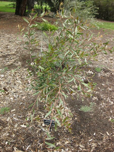 File:IMG 4785 hunt0904.jpg