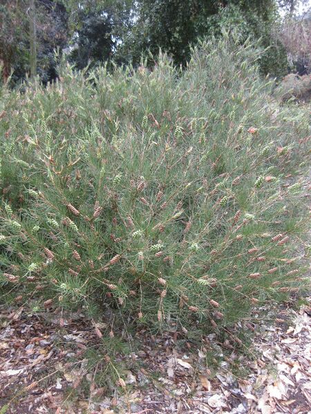 File:IMG 4787 hunt0904.jpg