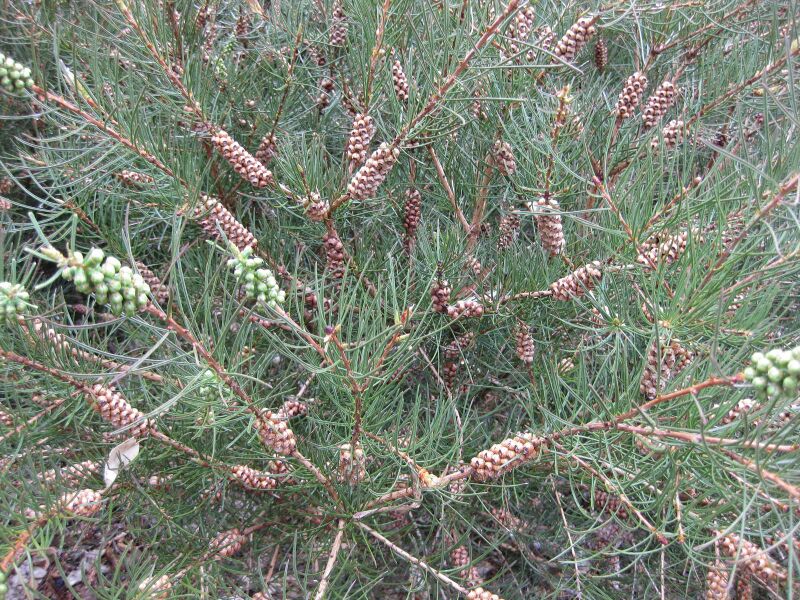 File:IMG 4788 hunt0904.jpg