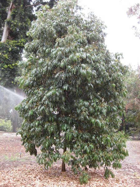 File:IMG 4792 hunt0904.jpg