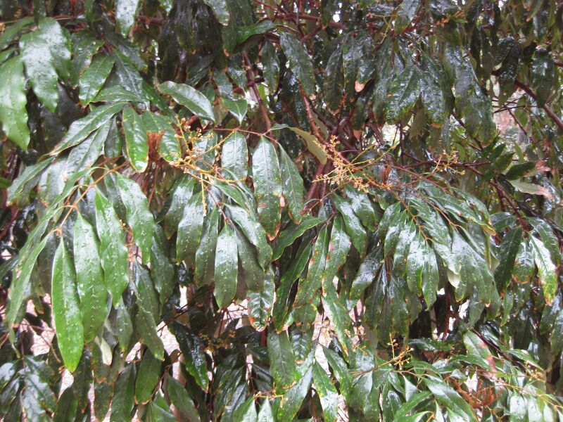 File:IMG 4793 hunt0904.jpg