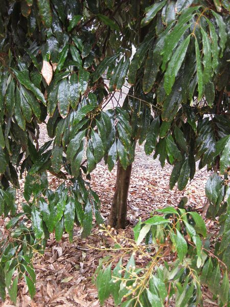 File:IMG 4794 hunt0904.jpg