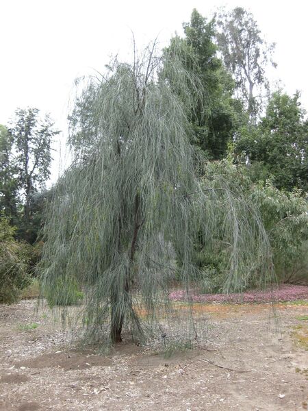 File:IMG 4796 hunt0904.jpg