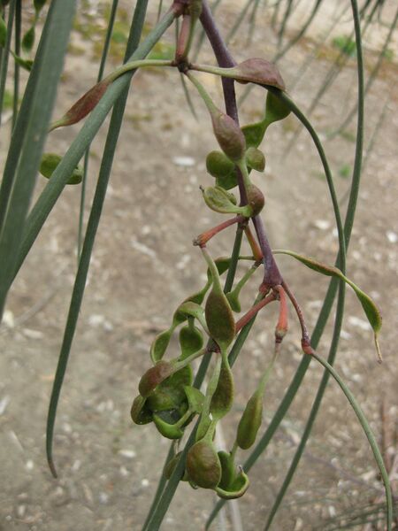 File:IMG 4799 hunt0904.jpg