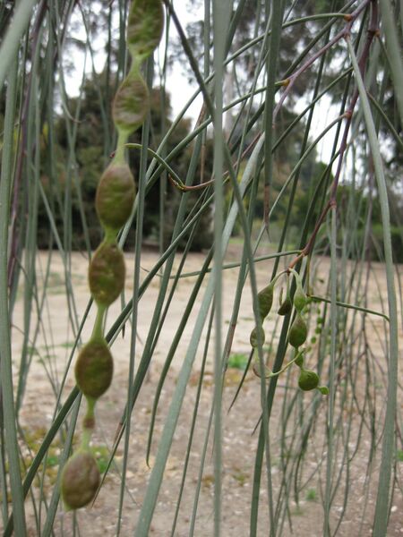 File:IMG 4800 hunt0904.jpg