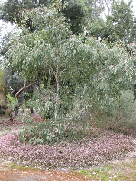 File:IMG 4801 hunt0904.jpg