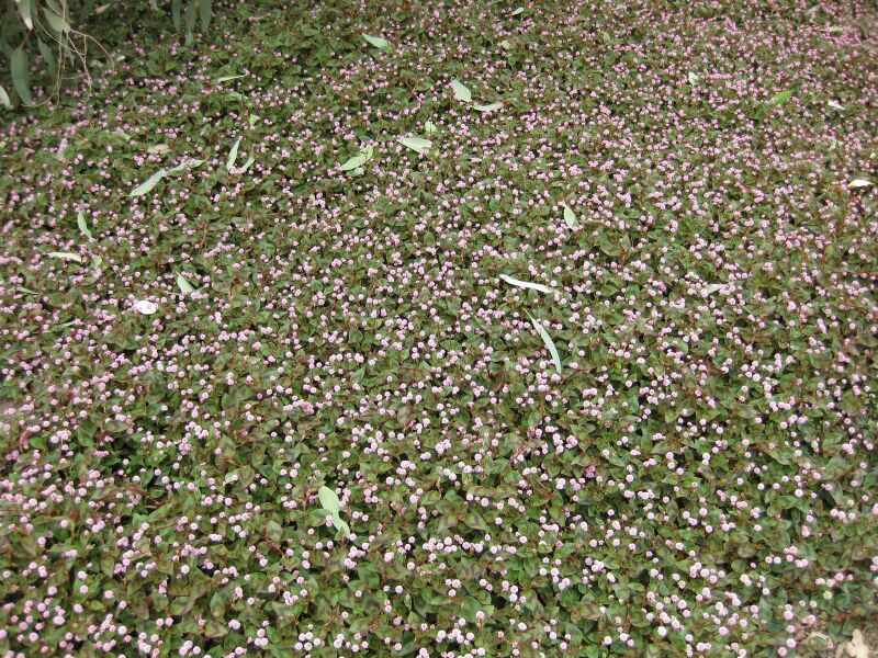 File:IMG 4802 hunt0904.jpg