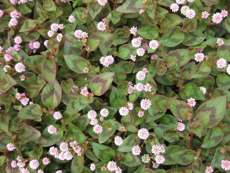 File:IMG 4803 hunt0904.jpg