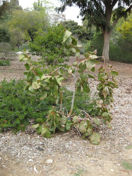 File:IMG 4804 hunt0904.jpg