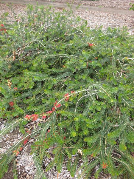 File:IMG 4806 hunt0904.jpg