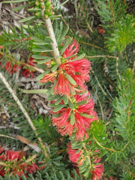 File:IMG 4807 hunt0904.jpg