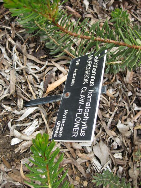 File:IMG 4808 hunt0904.jpg