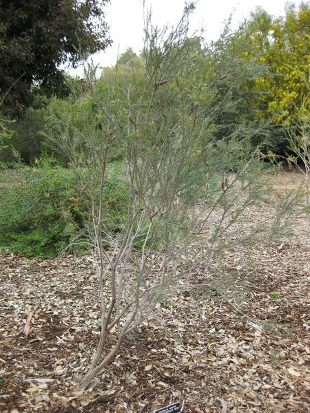 File:IMG 4809 hunt0904.jpg