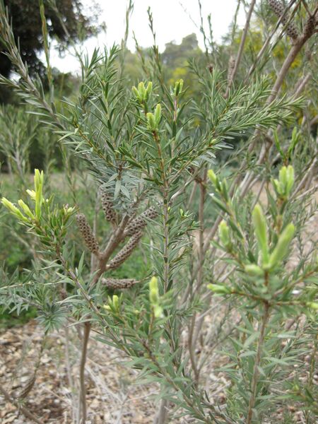 File:IMG 4810 hunt0904.jpg