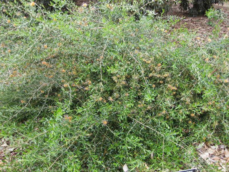 File:IMG 4812 hunt0904.jpg