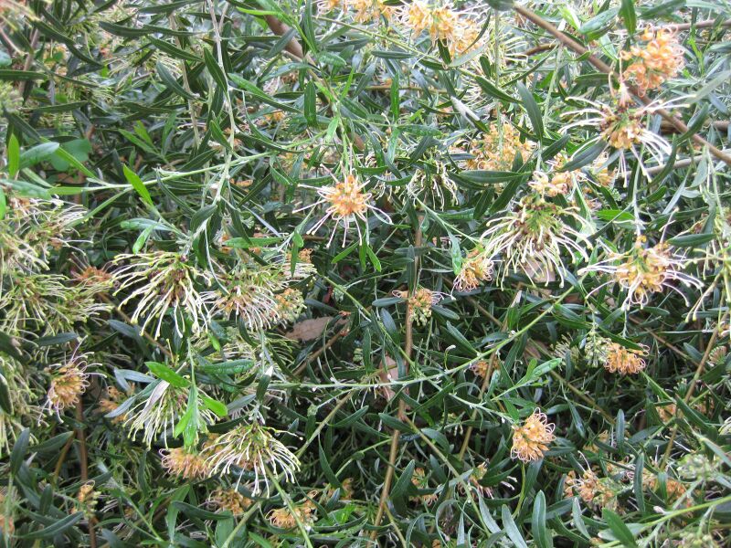 File:IMG 4813 hunt0904.jpg