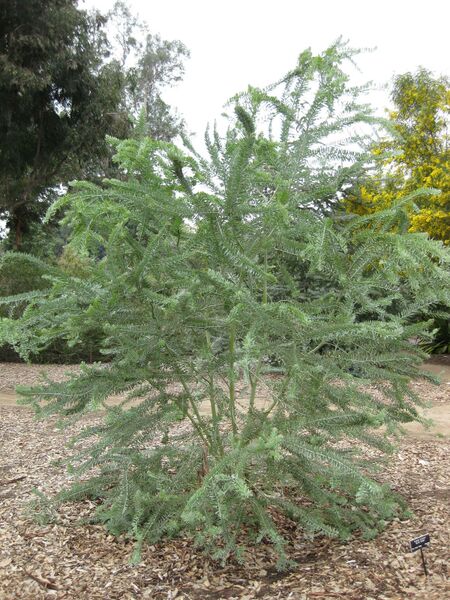 File:IMG 4815 hunt0904.jpg