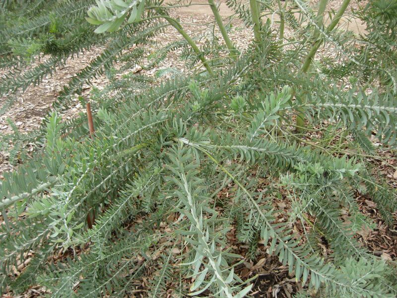 File:IMG 4816 hunt0904.jpg