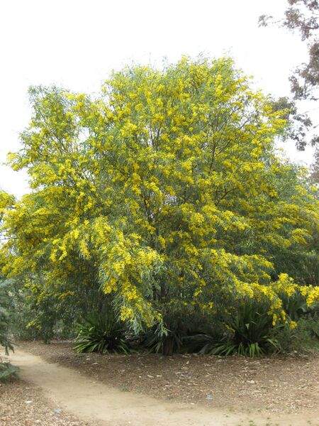 File:IMG 4818 hunt0904.jpg