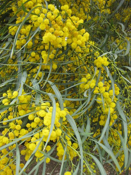 File:IMG 4819 hunt0904.jpg