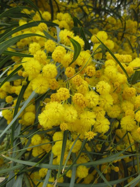 File:IMG 4820 hunt0904.jpg